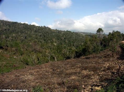 La Déforestation à Madagascar Rn7