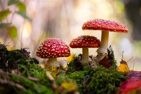 The Ultimate Guide To Identifying Edible Amanita Mushrooms
