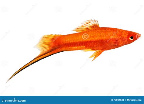 Red Swordtail Male Xiphophorus Helleri Aquarium Fish Isolated On White