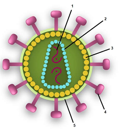 Sebutkan Bagian Bagian Tubuh Virus Hiv