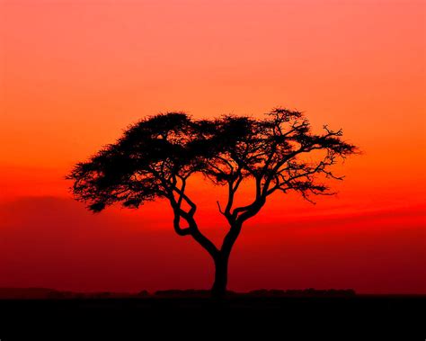 A Solitary Acacia Tree In The African Sunset Photograph By Mitchell R