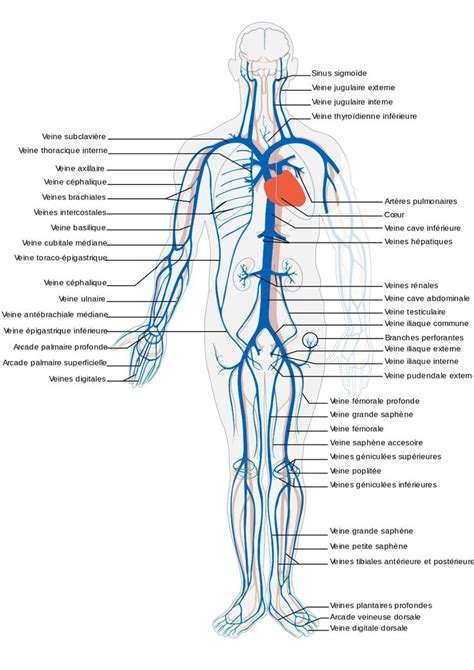 File Venous System Fr Svg Wikimedia Commons Arterias Del Cuerpo Anatomia De Las Venas