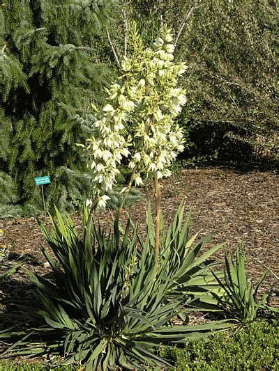Ivory Tower Yucca Yucca Flaccida Ivory Tower Water Wise Landscaping