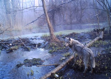 Wildlife In The Chernobyl Exclusion Zone Bears Wolves And Rare Horses