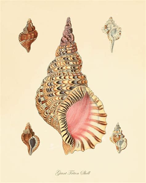 Sea Shell Print Beach Decor Art Nautical Print Natural History Etsy