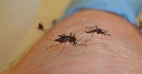 Blood For Science Putting The Bite On Mosquito Viruses Pursuit By