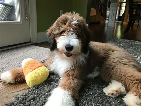 Premier Bernedoodles | Dr. Carmichael | South Carolina