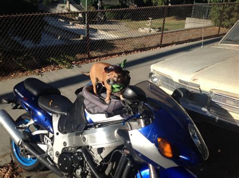 Get help and advice from other busa owners, or just hangout and make new friends. Grover has a helmet too | Hayabusa Owners Group