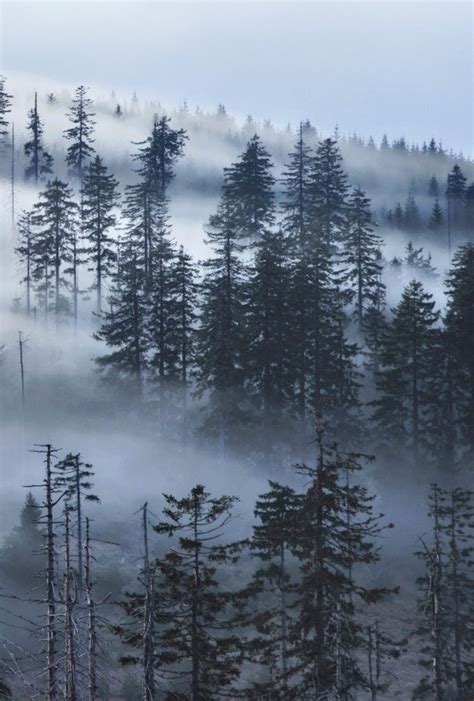 Mist Forest By Kilian Schönberger Germany Mist Forest Night Forest