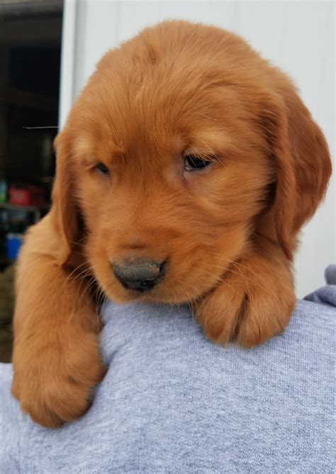 Golden Retriever Puppies For Sale Waynesfield Oh 270542