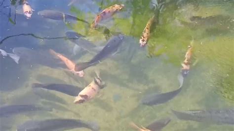 Ikan gupi dikenal sebagai salah satu jenis ikan hias air tawar yang mudah berbaur dengan jenis ikan hias lainnya. Peluang usaha perikanan-ikan air tawar -ikan nila Dan ikan ...