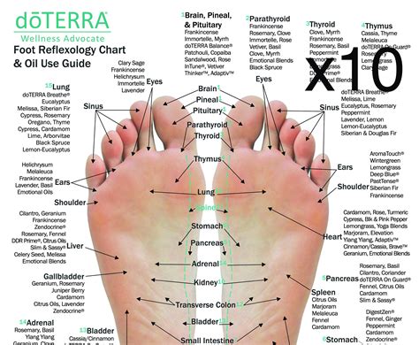 Foot Map Reflexology Ubicaciondepersonascdmxgobmx