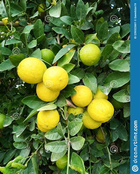 Green And Yellow Lemon Fruits Lemon Tree Stock Image Image Of Farm