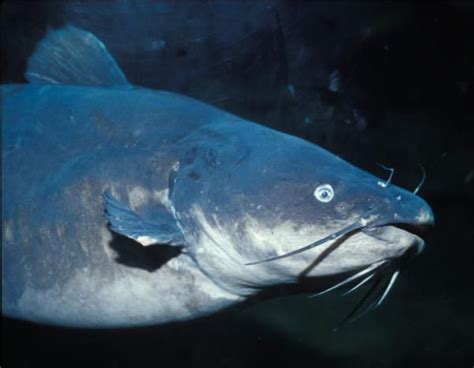 The Blue Catfish Is The Largest Species Of North American Catfish The