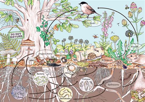 Each of these art fundamentals are closely related. Permaculture Design Principle 10: Use and value diversity