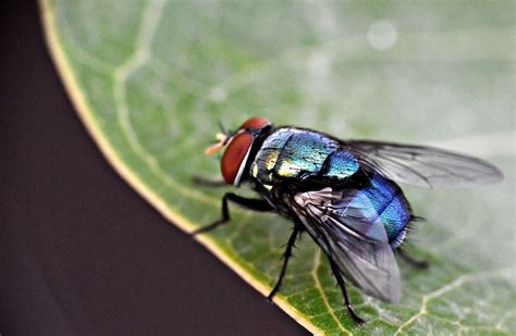 Flies Are Attracted To The Color Blue Researchers Discovered Why