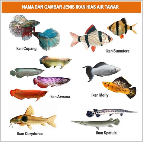 Jenis Ikan Hias Air Tawar Untuk Aquarium Air Tawar Ikan Hias Air My
