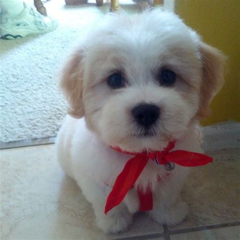 There are other cuts on dogs called the lion cut, such as one for the shih tzu, but they will look different according to the specific breed. Truman after his first bath & haircut | Teddy bear puppies ...