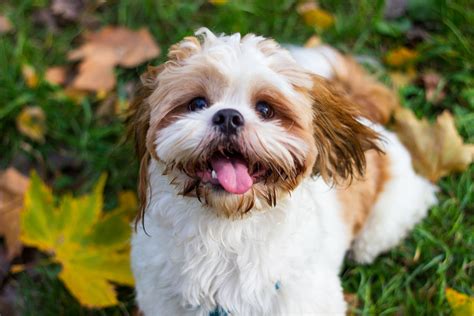 11 Shih Tzu Temperament Facts You Need To Know Barkspot