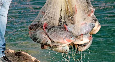Pesca Y Acuacultura Deben Estar En La Constitución Mexicana Imagen