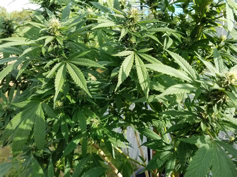 We did not find results for: Lawmakers Consider Lowering Number Of Marijuana Plants ...