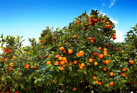 How To Grow Tangerine Trees No Matter Where You Live