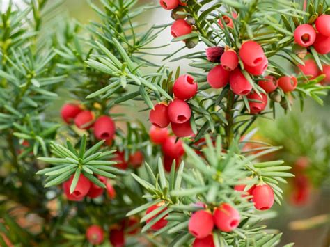 Taxus Yew Shrubs How To Grow Yew Bushes