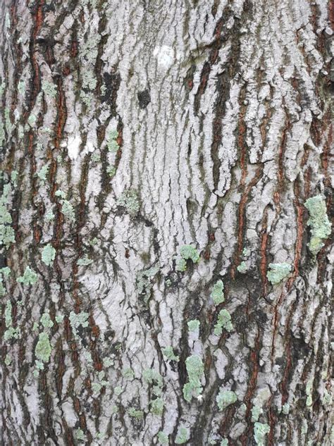 Natural Bark Texture Details Stock Image Image Of Autumn Shrub