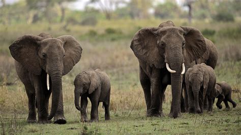 Top 5 Facts Elephants How It Works Magazine