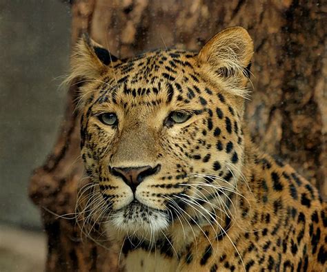 The zanzibar leopard is a creature that has developed quite a legendary reputation. Leopard (Panthera Pardus) - Animals - A-Z Animals