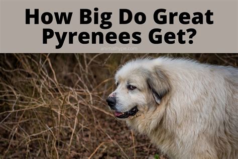 What is the average size of great pyrenees dog? How Big Do Great Pyrenees Get? - Animal Hype