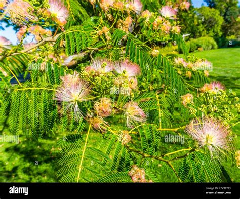 Wispy Flowers Hi Res Stock Photography And Images Alamy