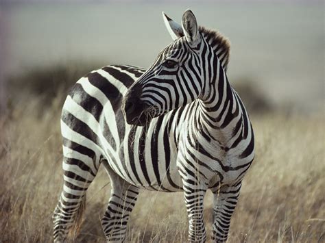 Why Zebras Got Their Stripes National Geographic Education Blog