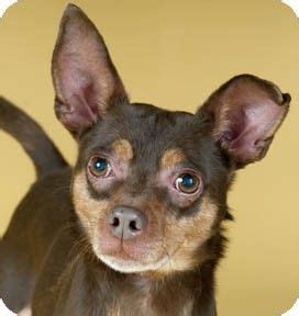 Adoption fees cover all necessary medical care for each cat or kitten. Chicago, IL - Miniature Pinscher. Meet Wilbur a Dog for ...