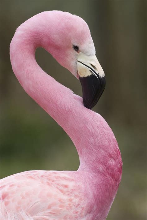 Pink Flamingo Title This Is My Good Side By Steven Davies