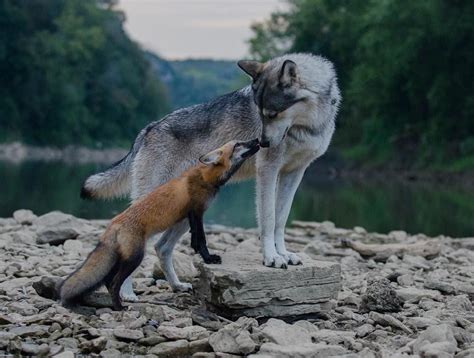 Afoxandthewolf Wolf Dog Nature Animals Animals Beautiful