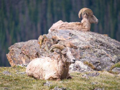 Bighorn Sheep Rocky Mountain National Park Carl Bendorf Flickr