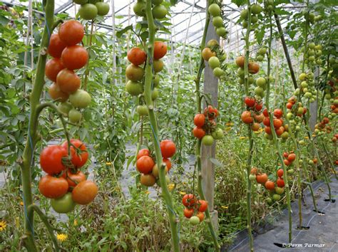 I Started With Sh 5000 And Became A Millionaire From Farming Tomatoes
