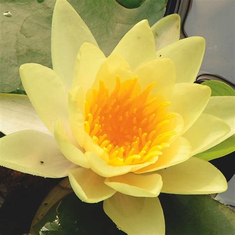 Buy Water Lily Syn Perrys Yellow Sensation Nymphaea Yellow Sensation
