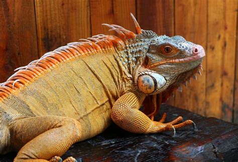Iguana Is A Genus Of Herbivorous Lizards That Are Native To Tropical Areas Stock Image Image