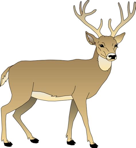 White Tailed Deer Clip Art Bay Cliparts Animated Png Download 552