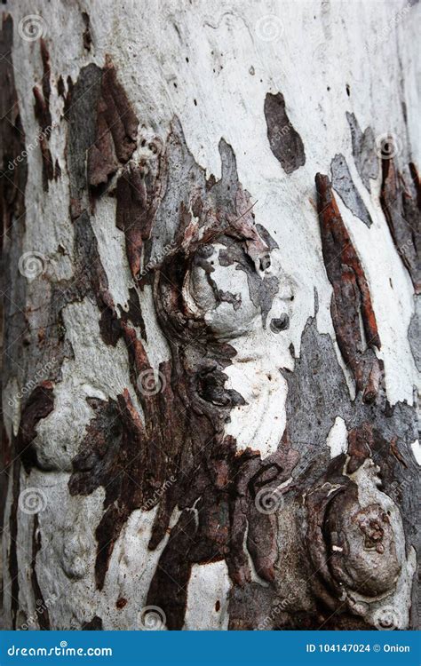 Unusual Wooden Tree Bark In Brown And White Stock Photo Image Of