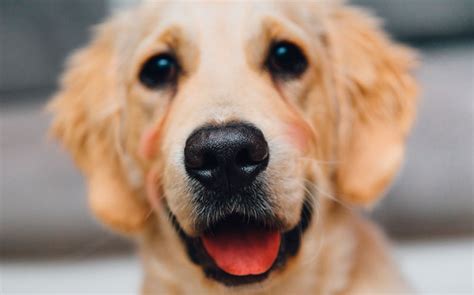 Cinco dicas indispensáveis para boas relações entre cães e seus humanos