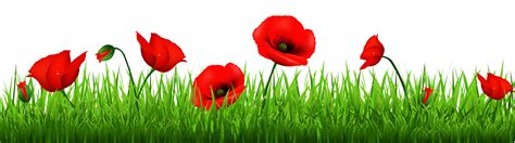 Poppy clipart copyright free, Poppy copyright free Transparent FREE for download on ...