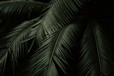 Wallpaper Leaves Plant Green Dark Botanical Garden Hd Widescreen