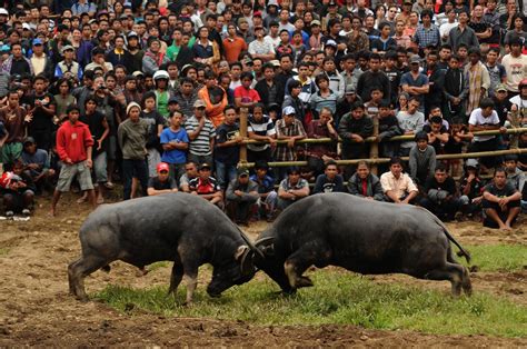 First people, native people, original people, aborigines people or aboriginal people in malay) are the heterogeneous indigenous population that forms as a national minority and. Rambu Solo, Pesta Penyempurnaan Kematian Orang Toraja ...