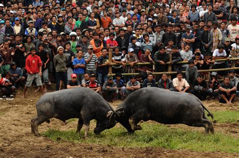 Setiap orang yang sedang disusul oleh kematian meminta lebih banyak waktu. Rambu Solo, Pesta Penyempurnaan Kematian Orang Toraja ...