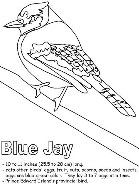 Search through 623,989 free printable colorings at getcolorings. Blue Jay with labels