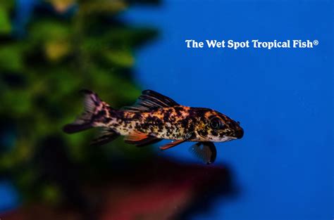 Visit gerber's tropical fish in person or online to get started creating the. #Labeovarigatus #Calicoshark #Harlequinshark #cyprinid # ...