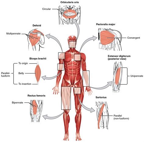 More commonly known as the glutes, this. Overview of the Muscular System | Boundless Anatomy and ...